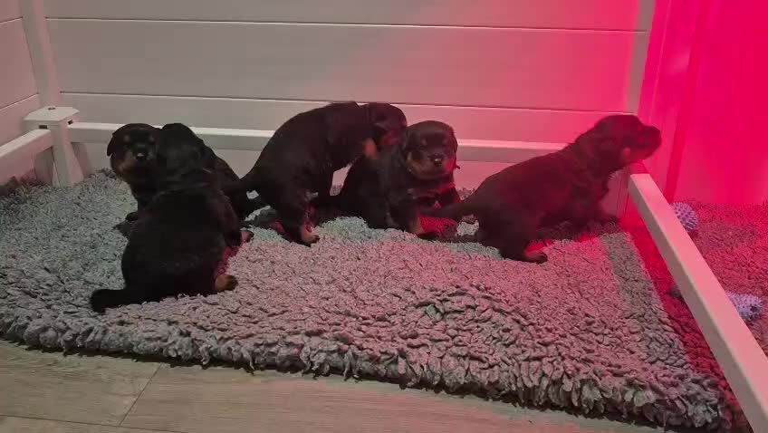 Rottweiler dogs for sale: Adorable, Confident, Chunky KC Rottie Pups  - Video 5