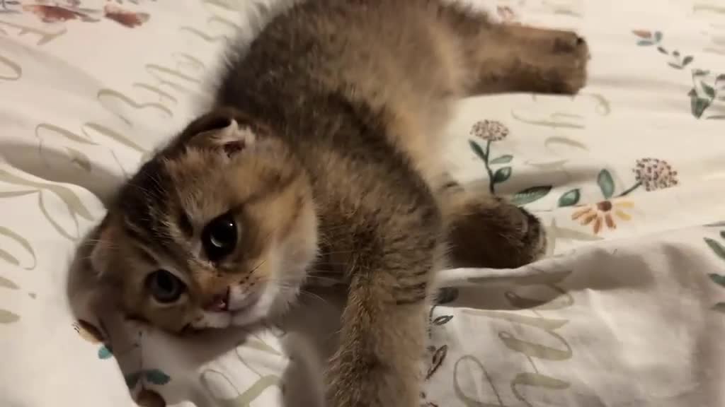 Scottish Fold cats for sale: Adorable Scottish Fold golden kitten  in Mitcham - Video 1