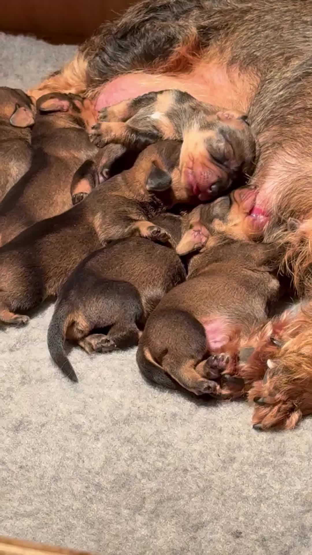 Dachshund dogs for sale: Working bred KC registered teckel puppies - Video 2