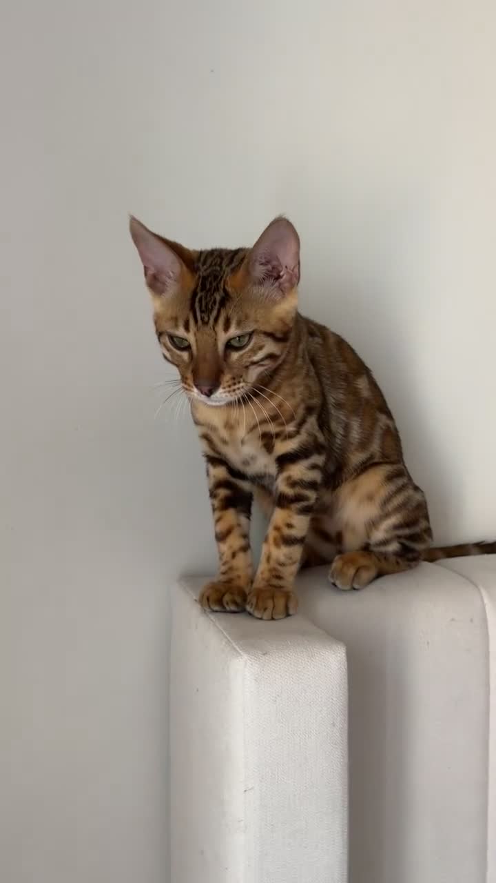 Bengal cats for sale: 2 male Bengal kittens  - Video 1