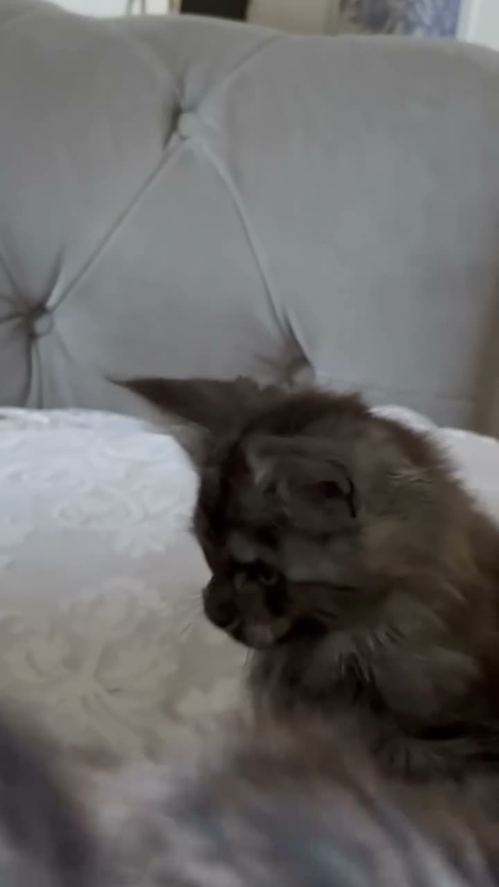 Maine Coon cats for sale: Large Tica Polly kittens - Video 2