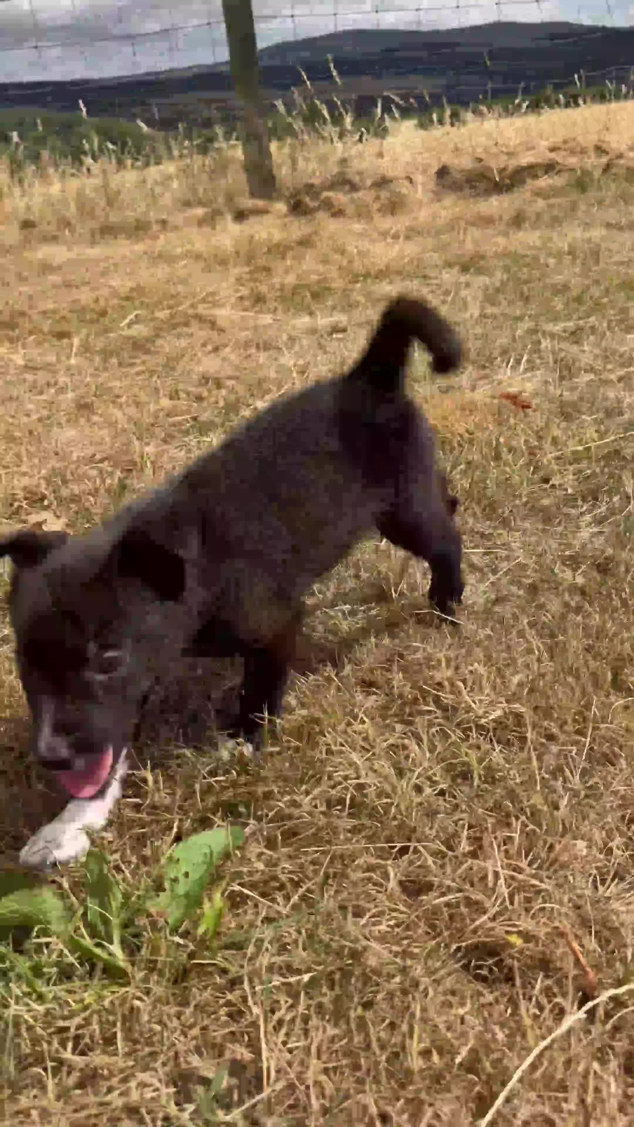 Mixed Breed dogs for sale: Kelpie x collies BEAUTIFUL LITTER - Video 1