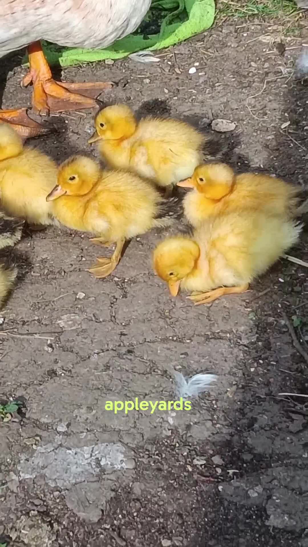 Mixed Breed livestock for sale: Appleyard ducklings - Video 3