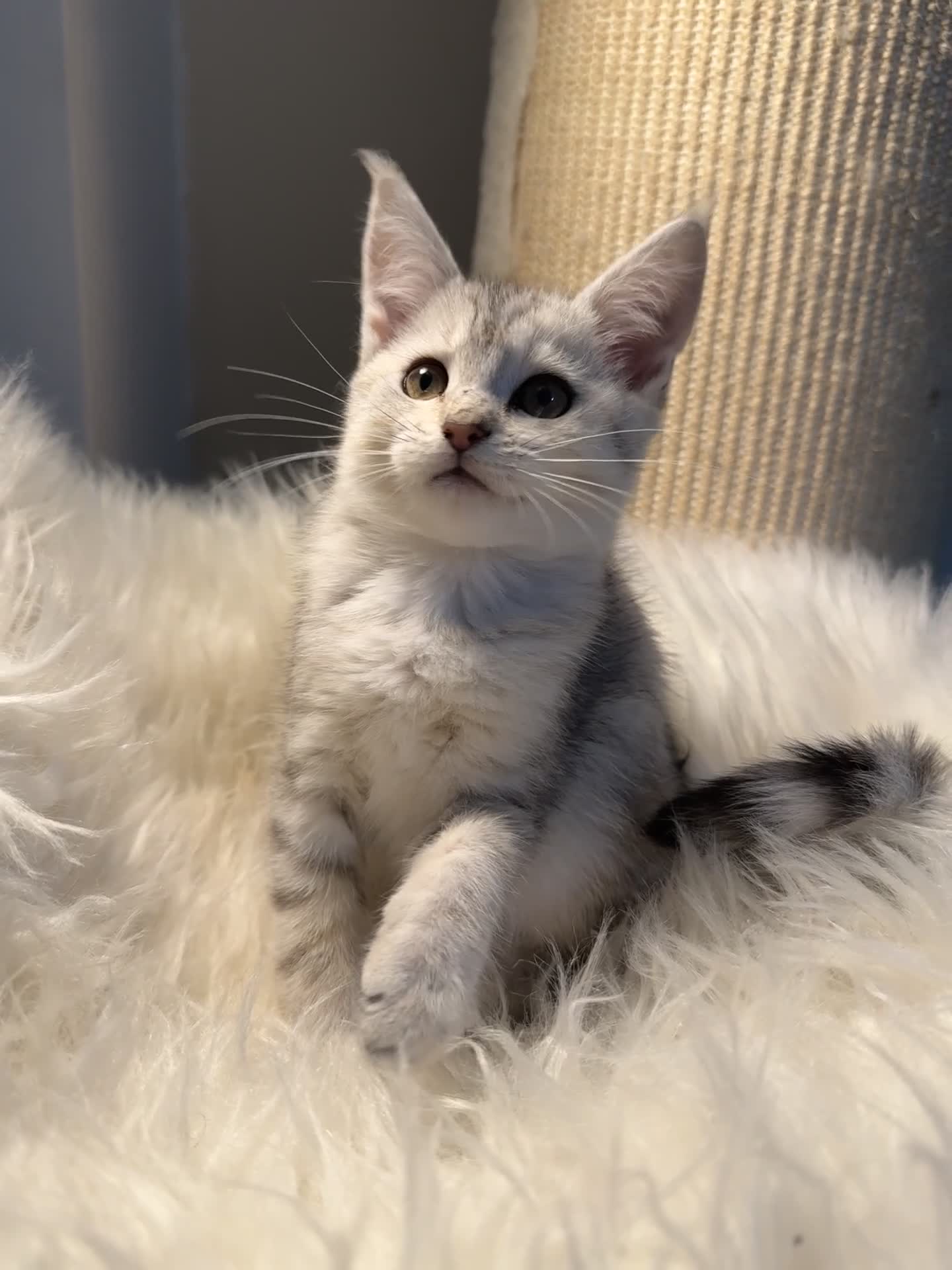 Maine Coon cats for sale: Beautiful Maine coon Mixed Kittens  🏡 - Video 2