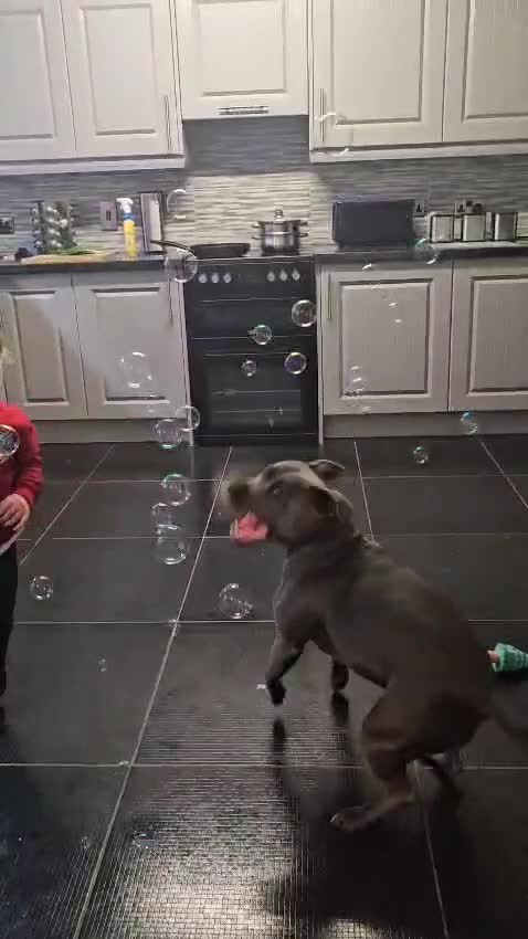 Staffordshire Bull Terrier dogs for sale: KC & DNA Tested Blue Staffordshire Bull Terriers - Video 1