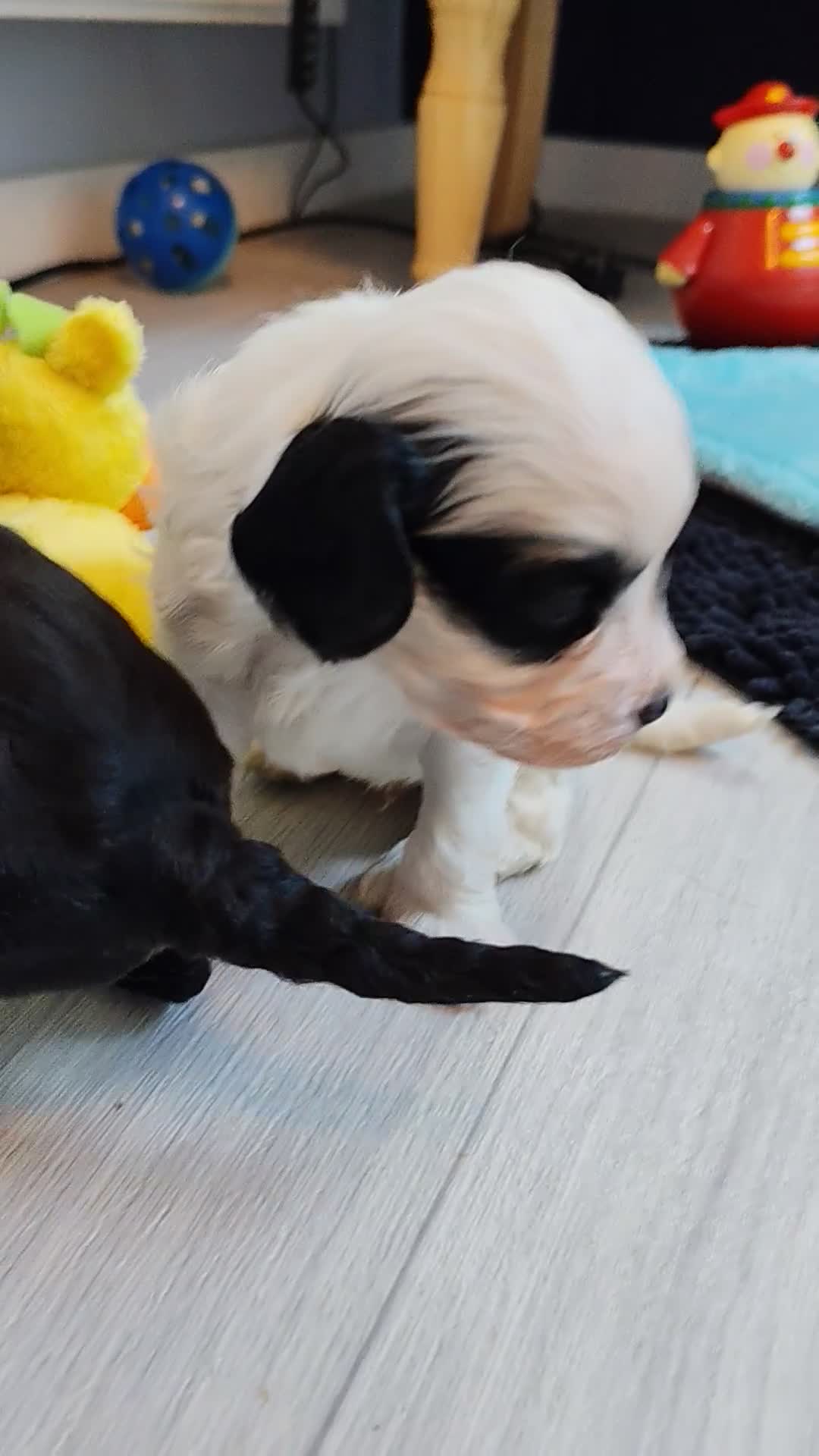Cavapoo dogs for sale: Unique🌈Litter F1 Cavapoo's Health Tested  in Stockport - Video 3