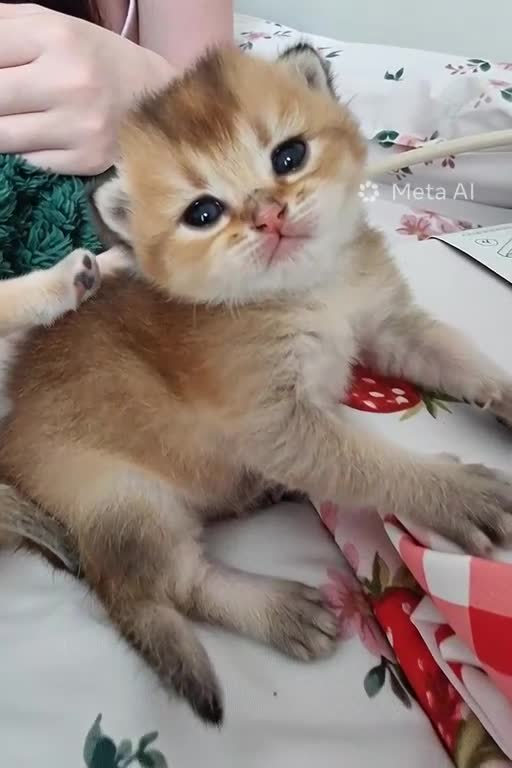 British Shorthair cats for sale: Pedigree Golden British Shorthair kittens - Video 2