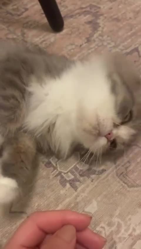 Mixed Breed cats for adoption: PENELOPE MIX PERSIAN CUTE SPAYED FULLY VACCINATED  - Video 3