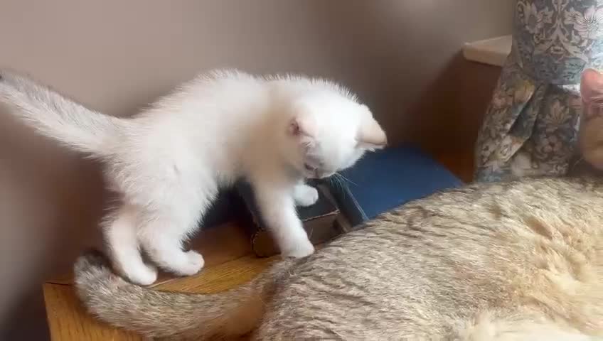 British Shorthair cats for sale: 1 TICA REG BSH GOLDEN COLOURPOINT POINT  - Video 1