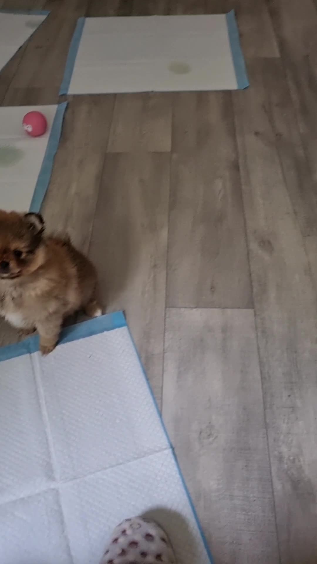 Pomeranian dogs for sale: Beautiful Pomeranians  - Video 3