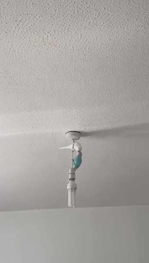 Parakeets birds for sale: Australian parakeets in London - Video 3