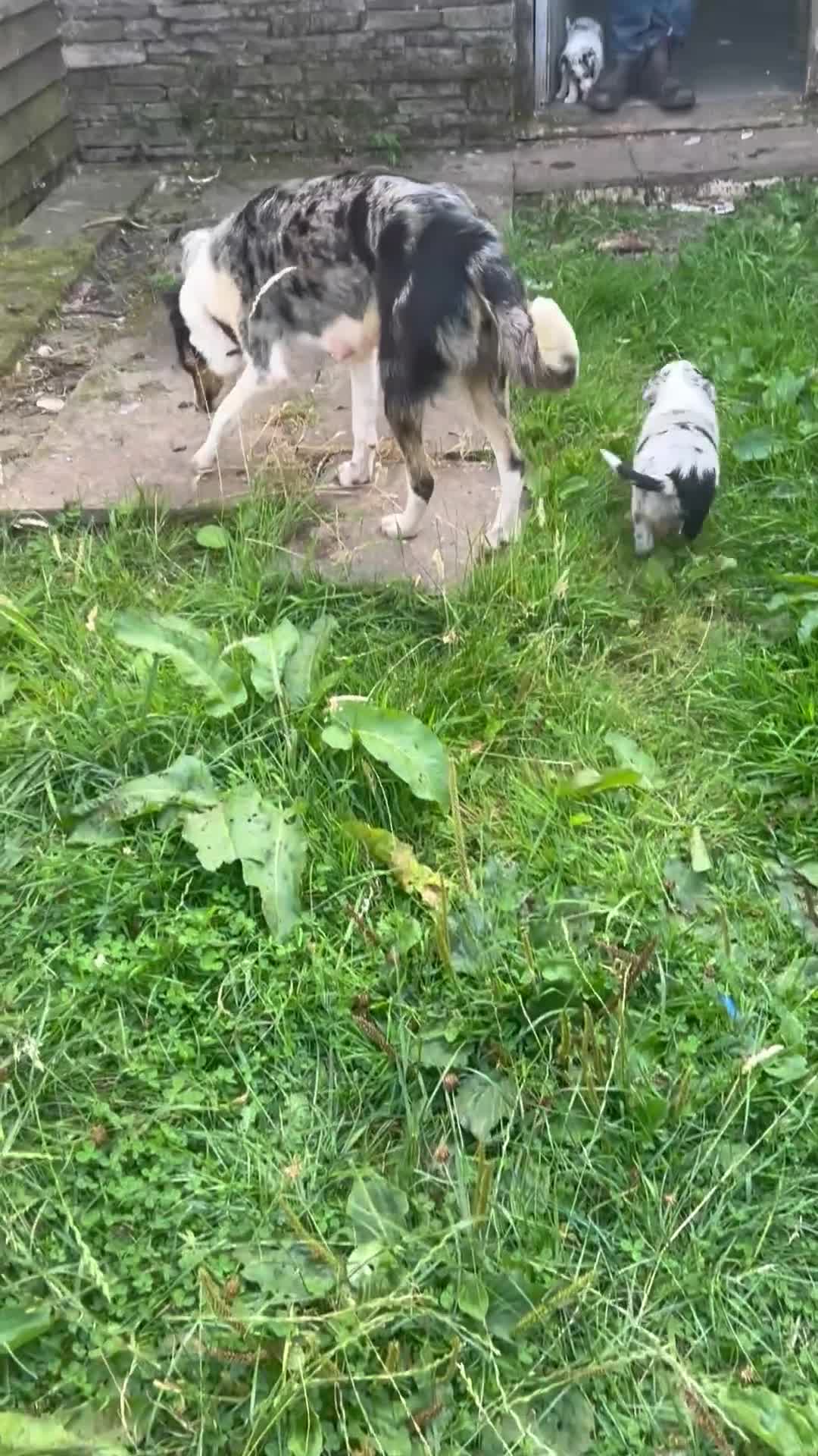Border Collie dogs for sale: Beautiful Blue Merle Collie Puppies  in Hereford - Video 1