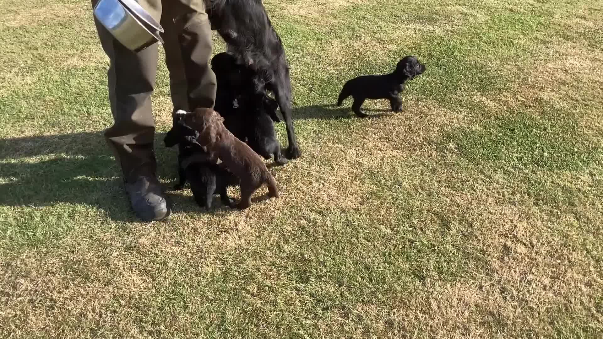 Cocker Spaniel dogs for sale: Cocker Spaniels, KC reg, Health Tested parents  - Video 2