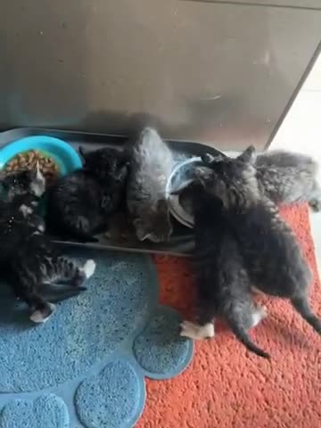 Domestic Shorthair cats for sale: Kitten domestic shorthair, tabby pattern  - Video 1