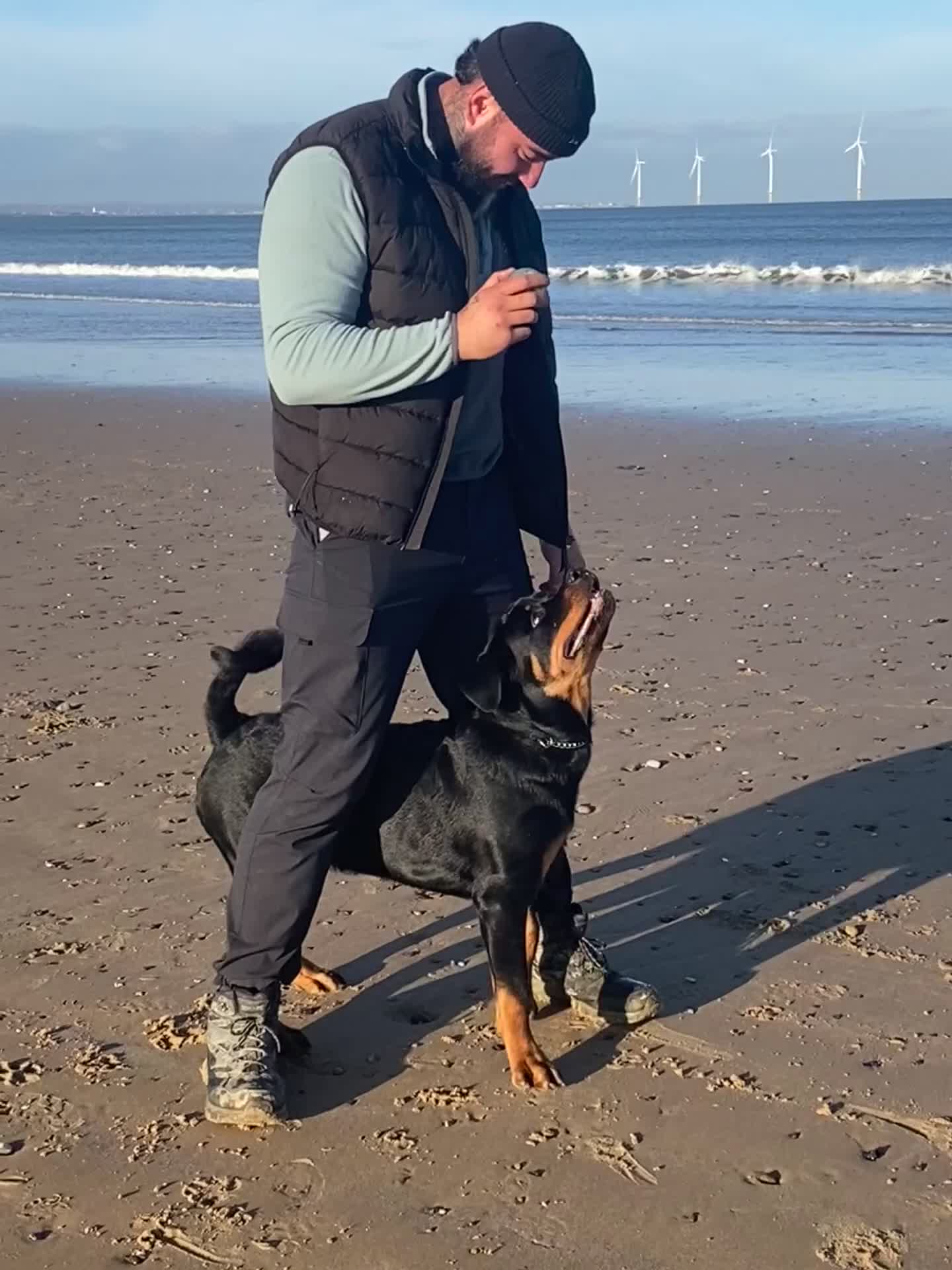 Rottweiler dogs for sale: Kevin  - Video 1