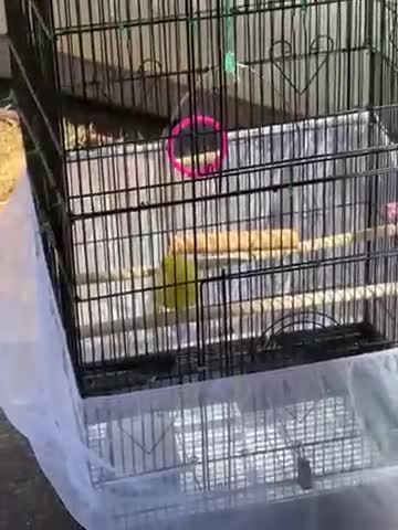 Canaries birds for sale: Canary  - Video 1