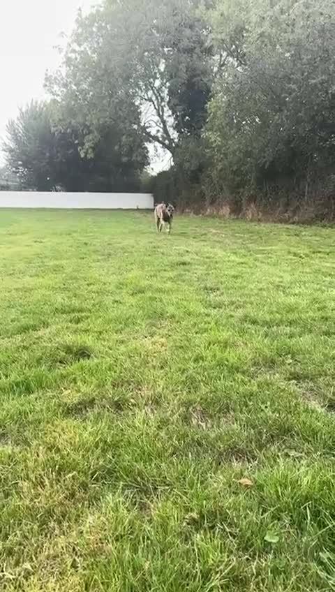 Mixed Breed dogs for adoption: Camel - Video 1