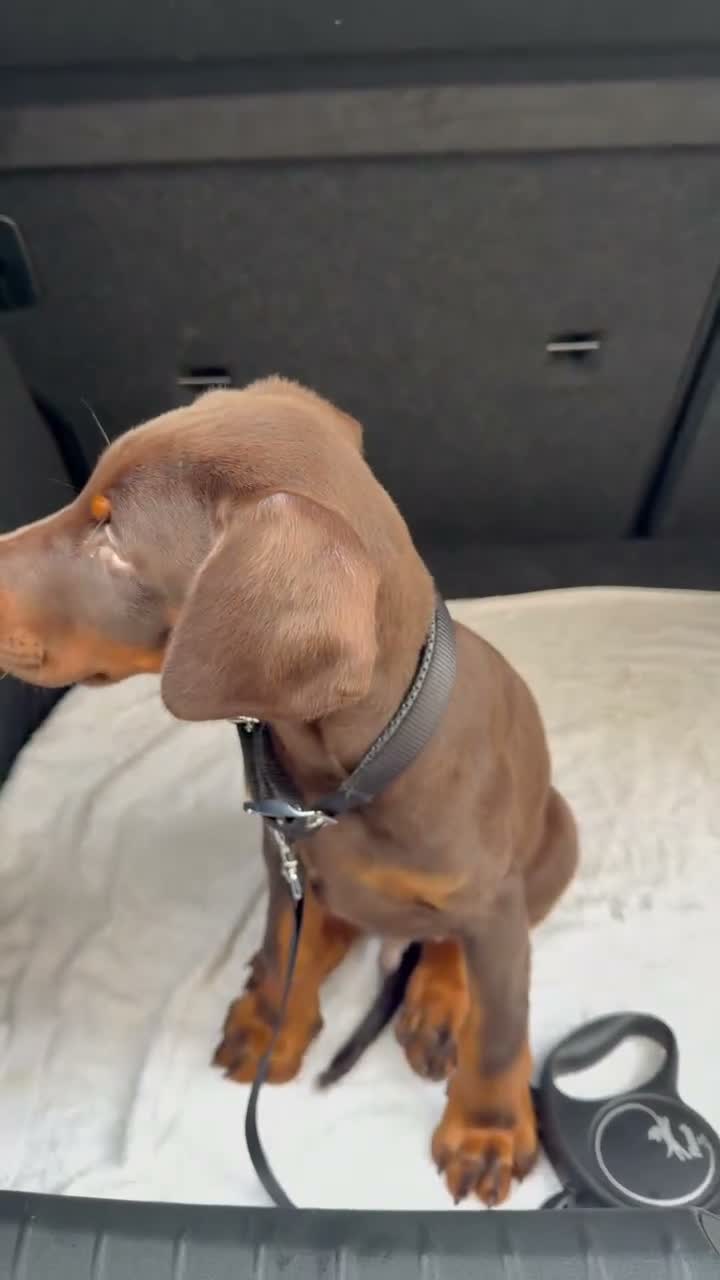 Dobermann dogs for sale: Dobermann Male Brown and Tan in Glasgow - Video 1