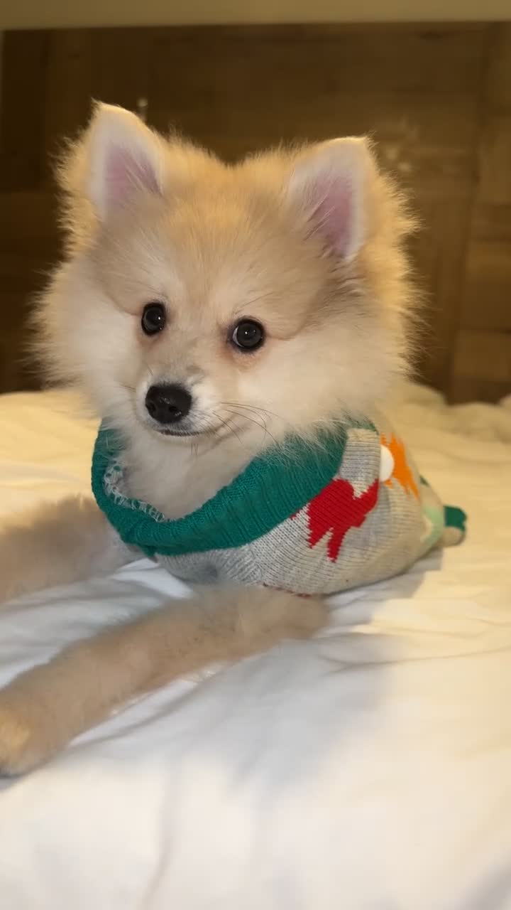 Mixed Breed dogs for sale: Gorgeous Pomeranian for sale - Video 3