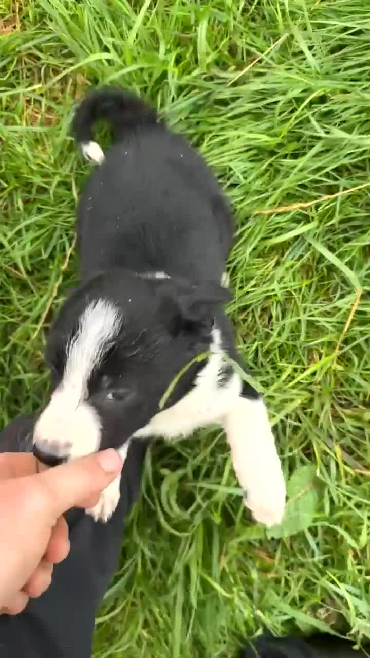 Border Collie dogs for sale: Beautiful border collie pups - Video 2