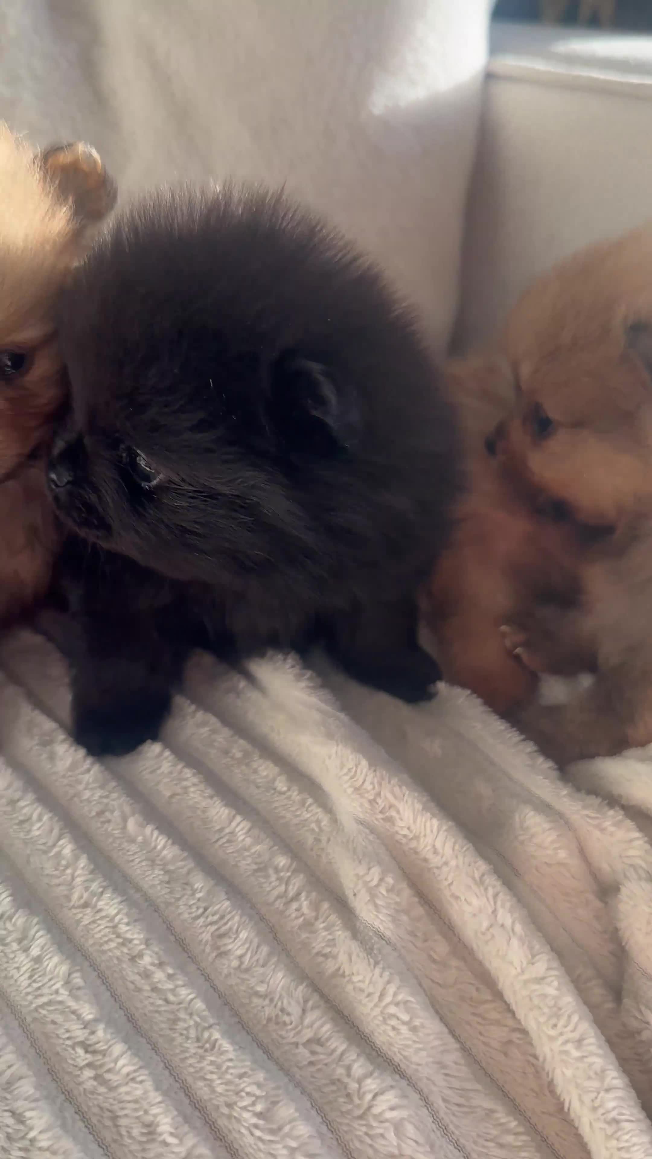 Pomeranian dogs for sale: READY TO GO🩵🐻2 stunning KC Pomeranian puppies🐻 - Video 5