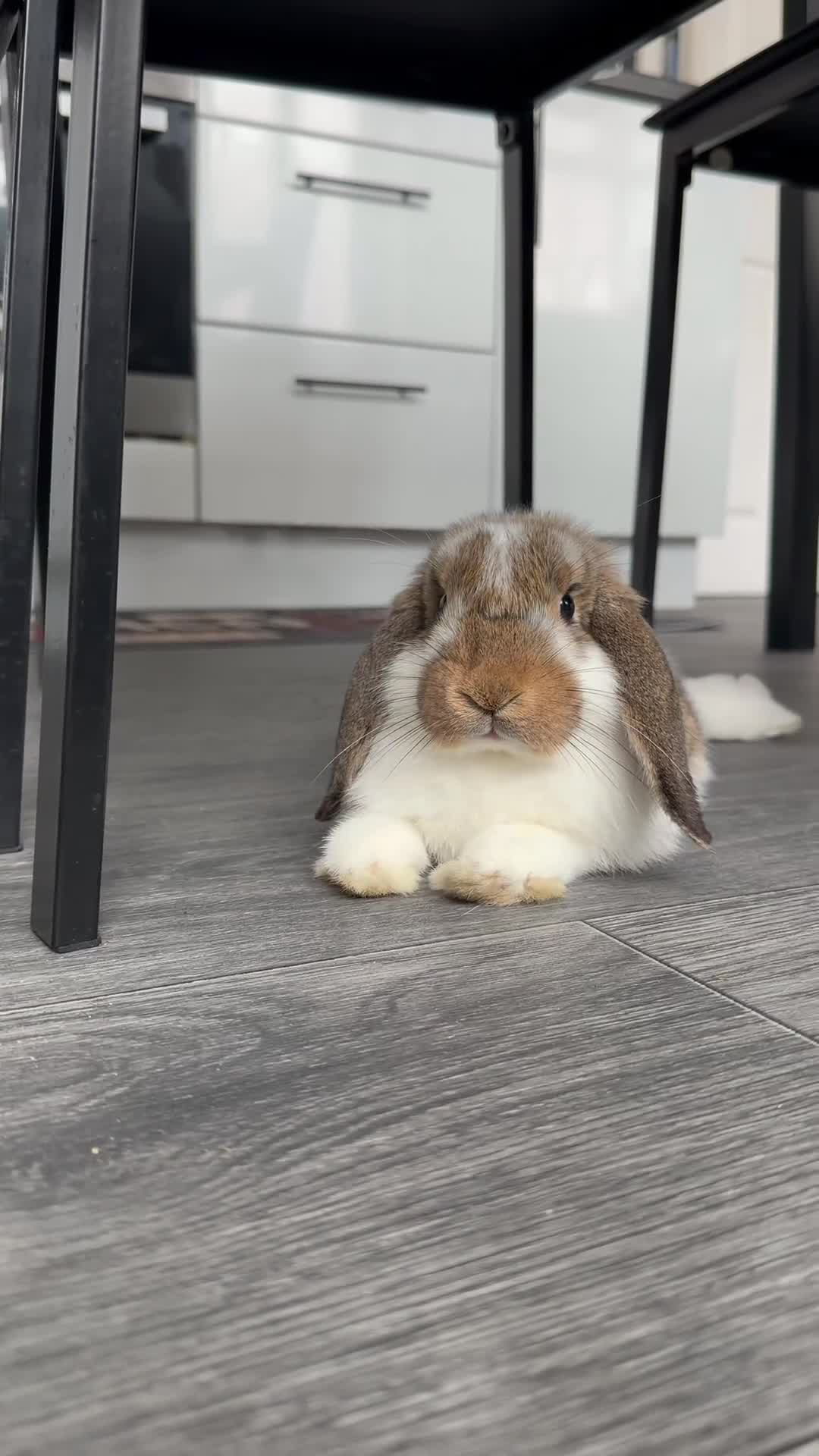 Mini Lop rabbits for sale: Male mini lop in Manchester - Video 1