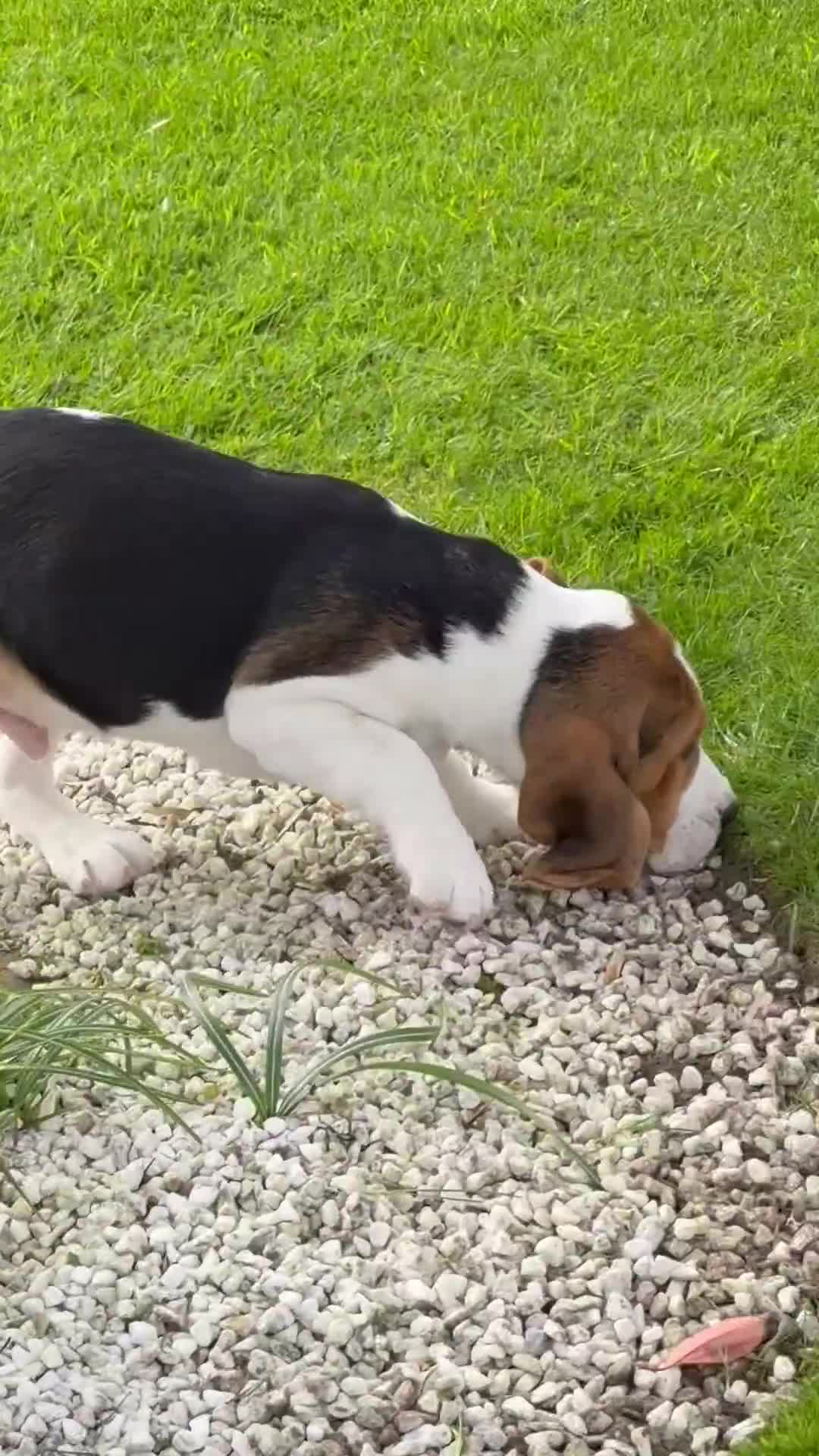 Beagle dogs for sale: CHAMPION BRED KC REG TRI MALE PUPPY - Video 1