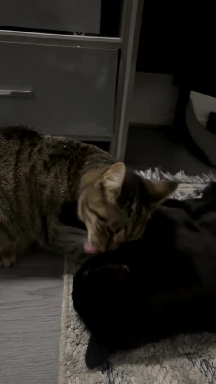 British Shorthair cats for sale: Siblings for sale with items  - Video 3