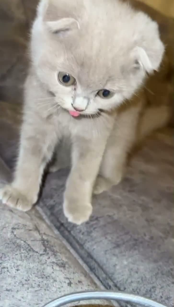 Scottish Fold cats for sale: 3 Lilac Scottish fold x British shorthairs£800-100 - Video 1