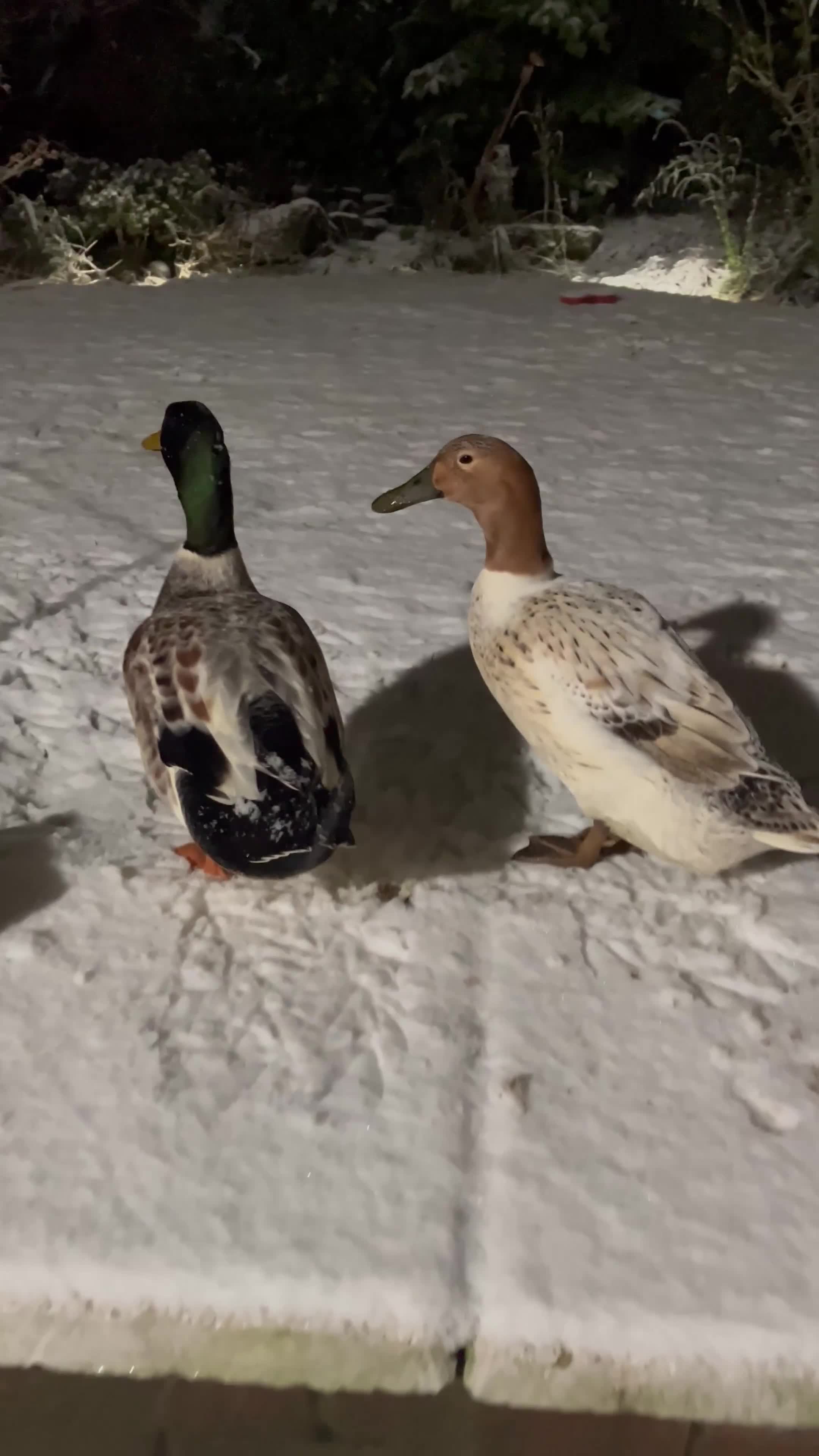 Ducks poultry for sale: Welsh Harlequin Ducklings Expected  - Video 1