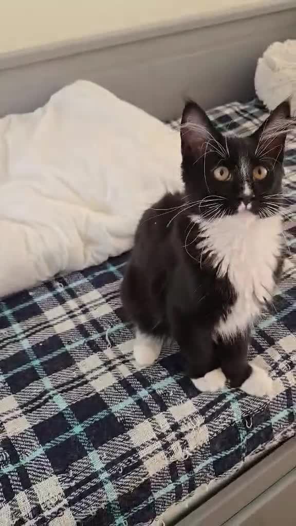 Maine Coon cats for sale: 1 Maine Coon Kitten Needing Home. - Video 1