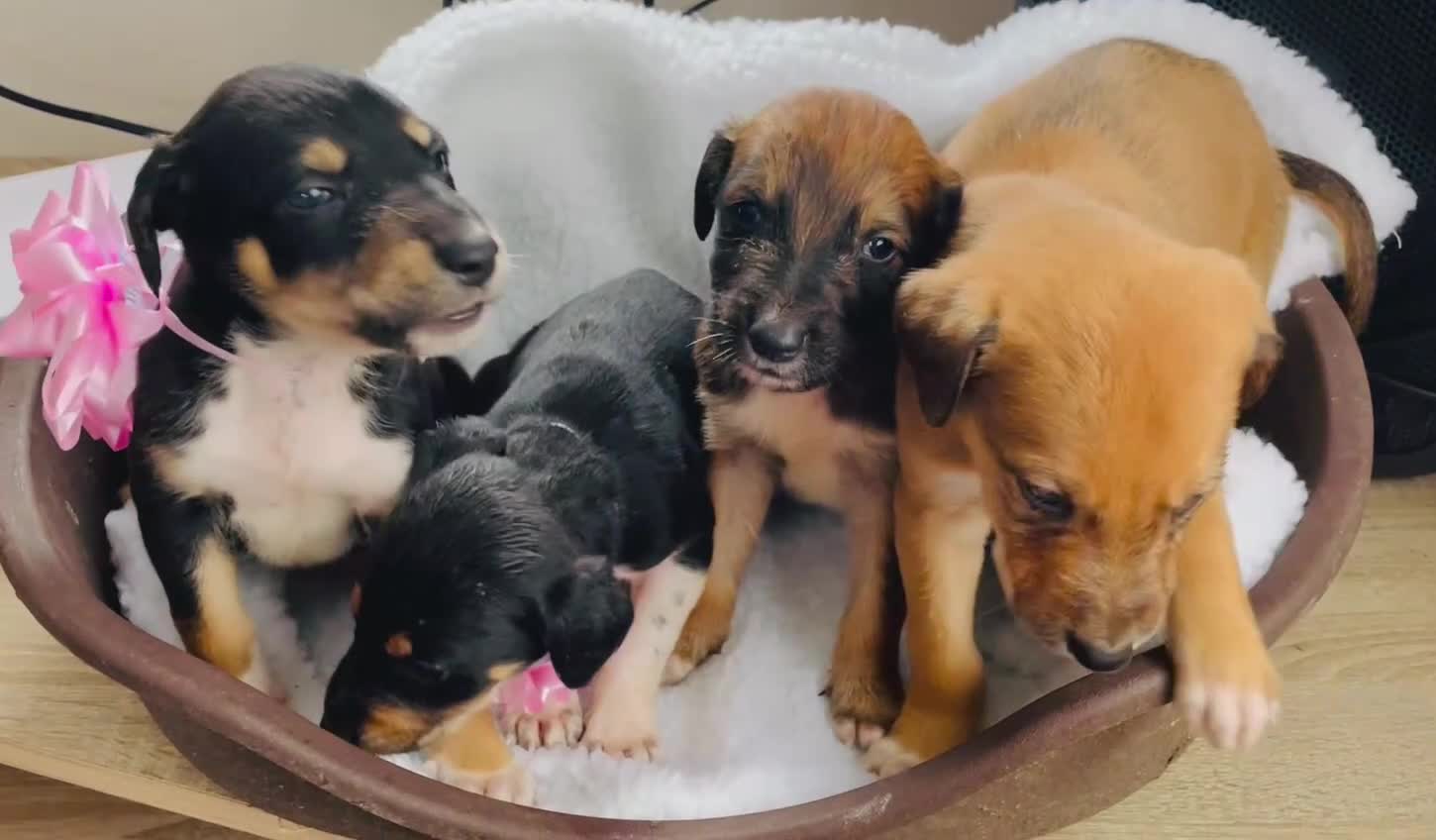 Greyhound dogs for sale: Saluki Greyhound pups  in Wakefield - Video 1