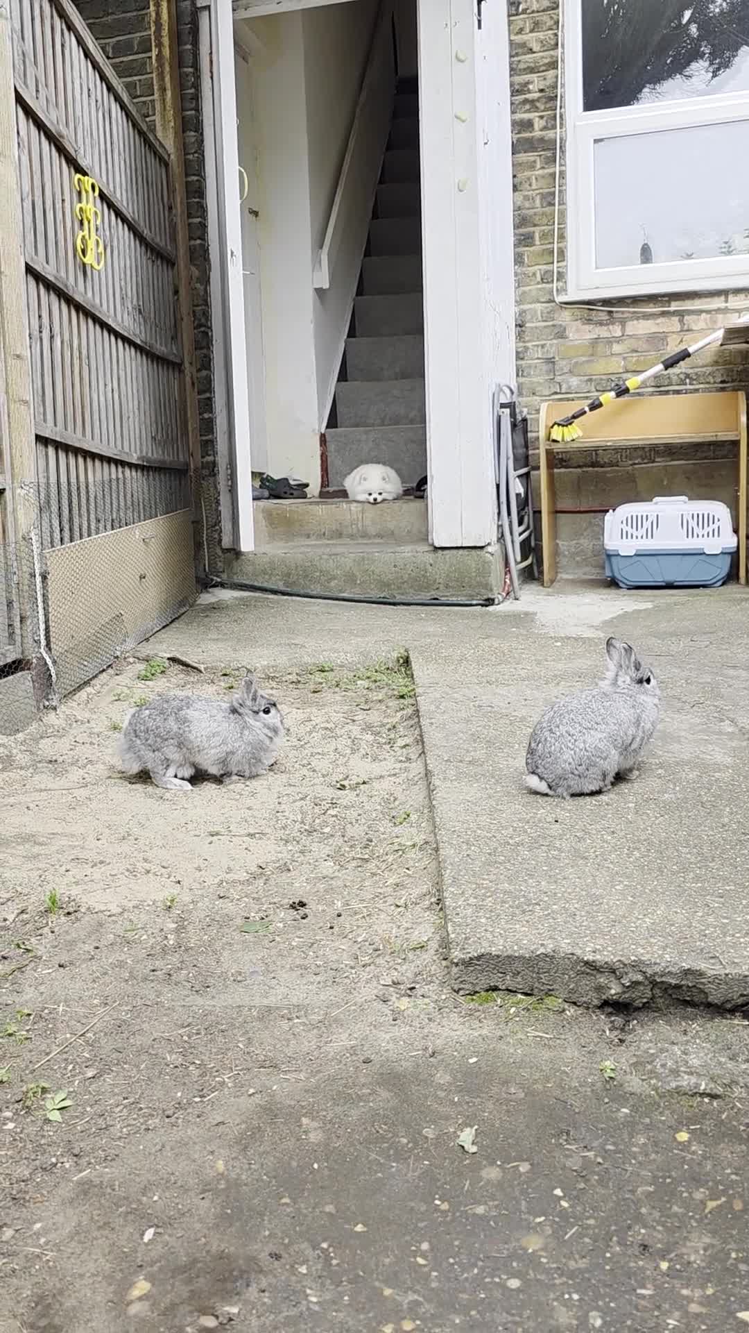 Dwarf Lop rabbits for sale: Bunny  - Video 2