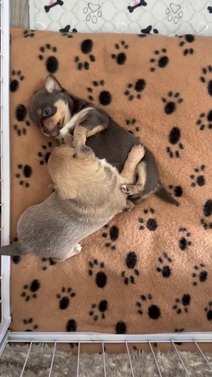 Chihuahua dogs for sale: Beautiful Chihuahua Puppies – 2 Gorgeous Girls - Video 1