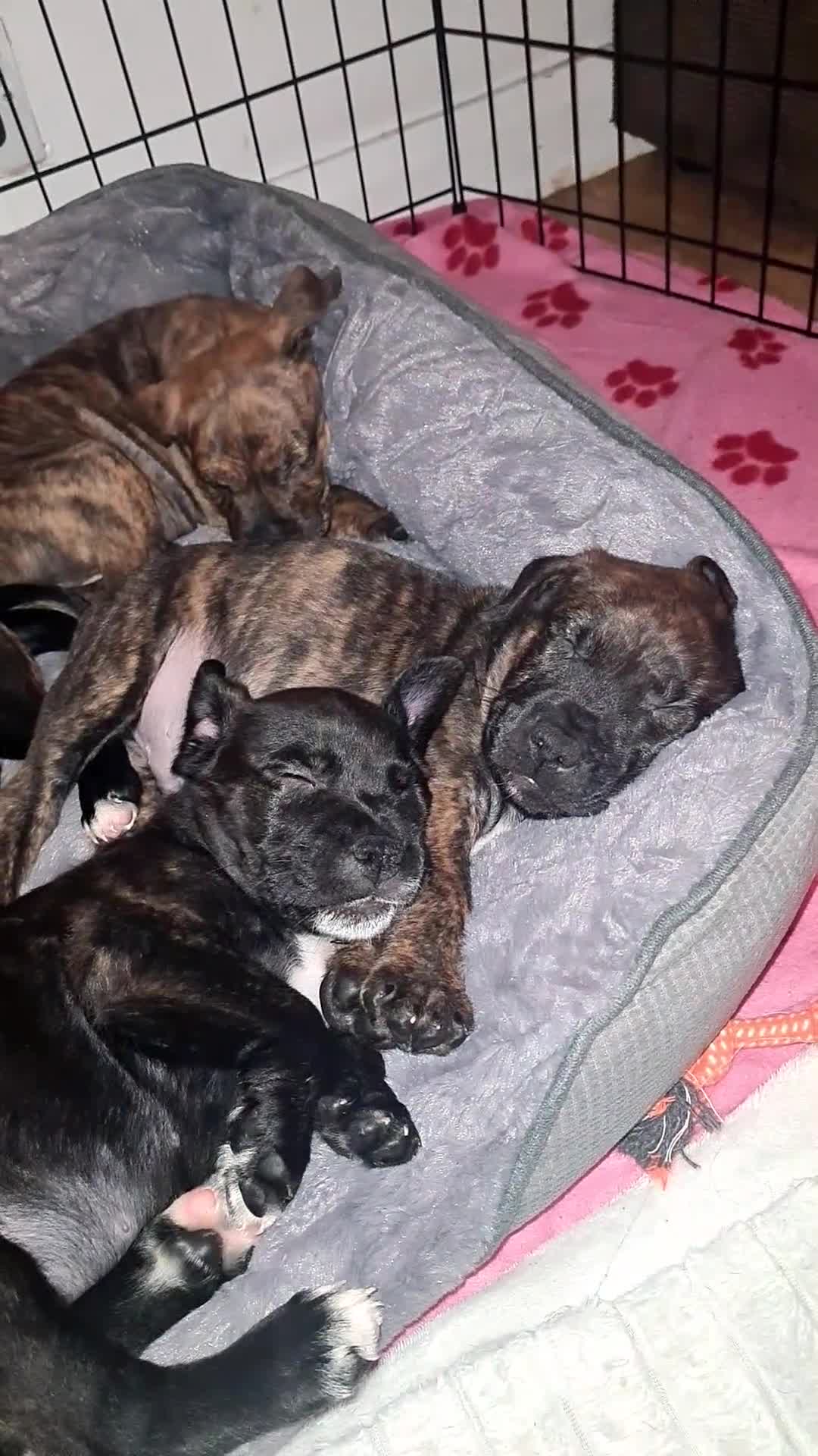 Staffordshire Bull Terrier dogs for sale: READY 7TH NOVEMBER ⭐️ 🐶 2 left ⭐️ staff pups  - Video 1