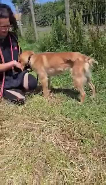 Mixed Breed dogs for adoption: RICHIE - CEO OF FUN & ADVENTURES 🐾 - Video 1