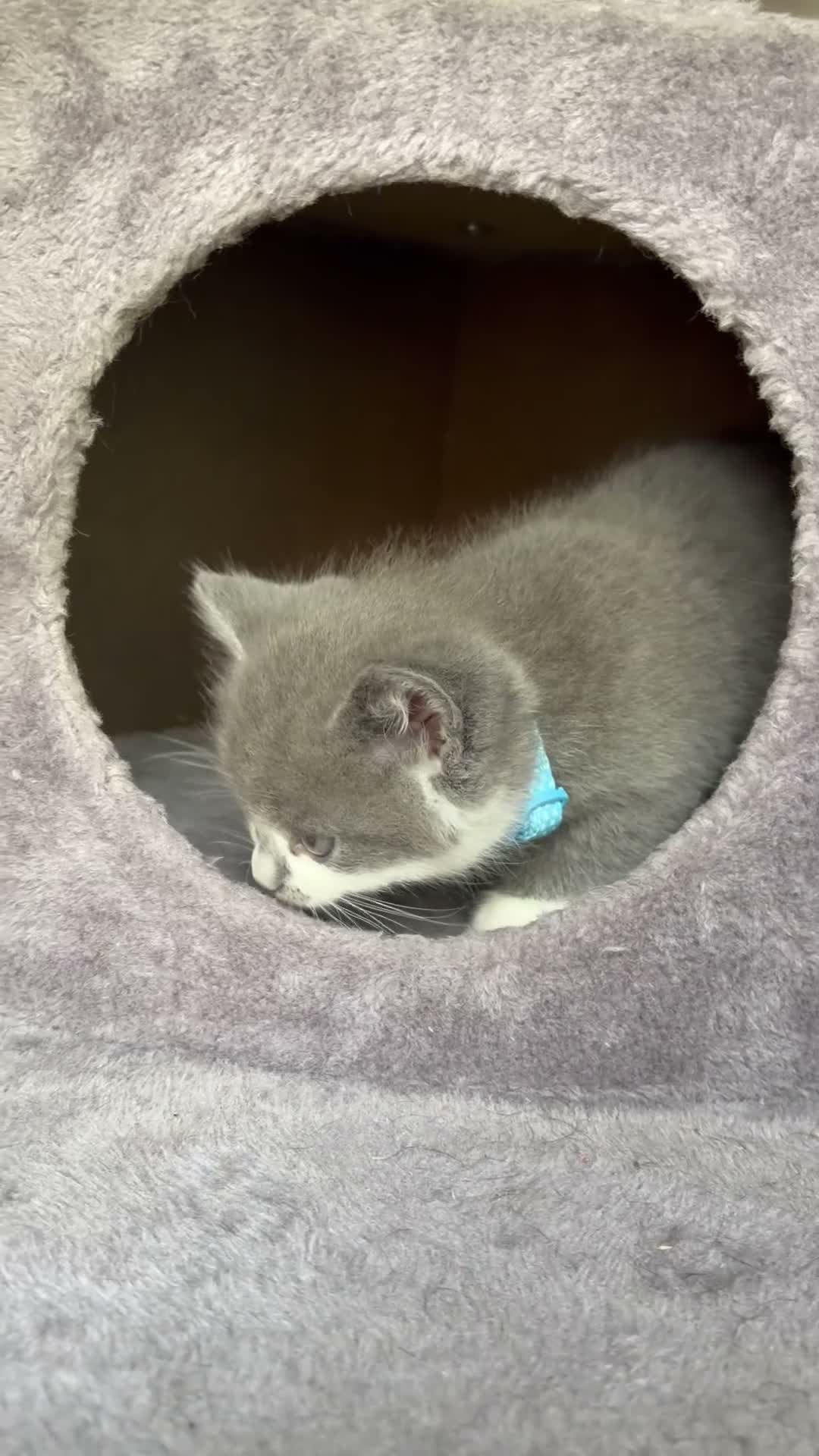 Mixed Breed cats for sale: Last boy kitten in Christchurch - Video 1
