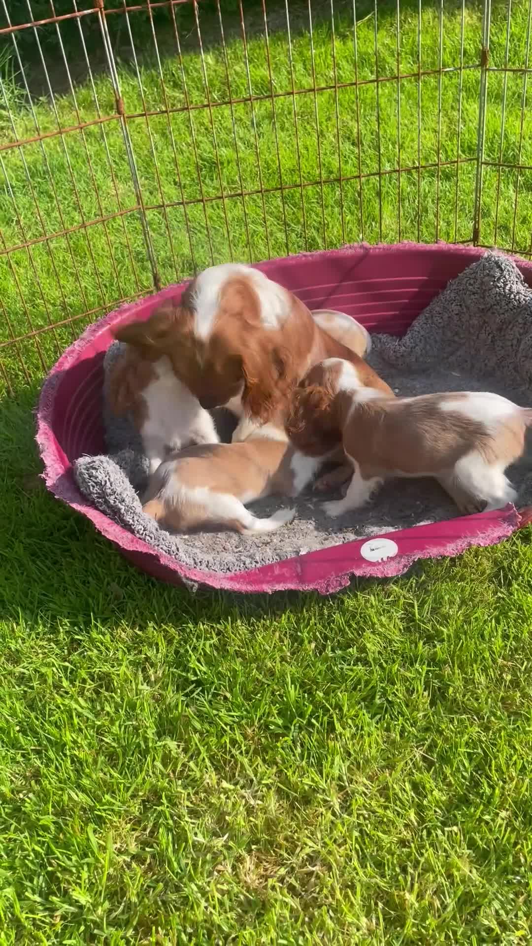 Cavalier King Charles Spaniel dogs for sale: King Charles cavalier puppies  - Video 1