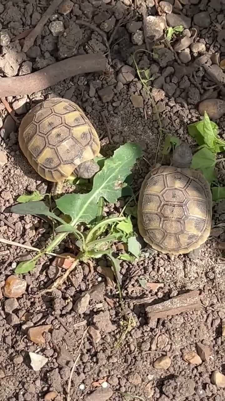 Tortoise reptiles for sale: Hatchling Herman’s tortoises  - Video 2