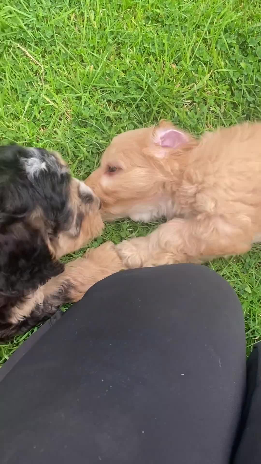 Cockapoo dogs for sale: F1 SABLE COCKAPOO BOYS.READY NOW. - Video 1