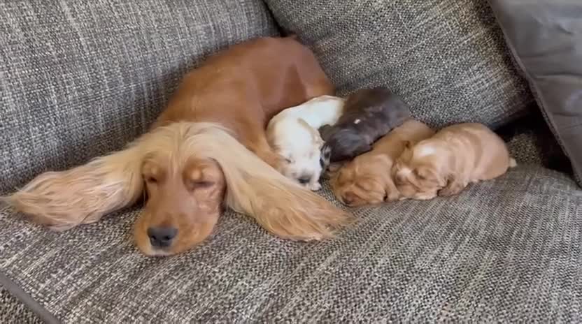 Cocker Spaniel dogs for sale: Extensively health tested, cocker spaniels. - Video 2