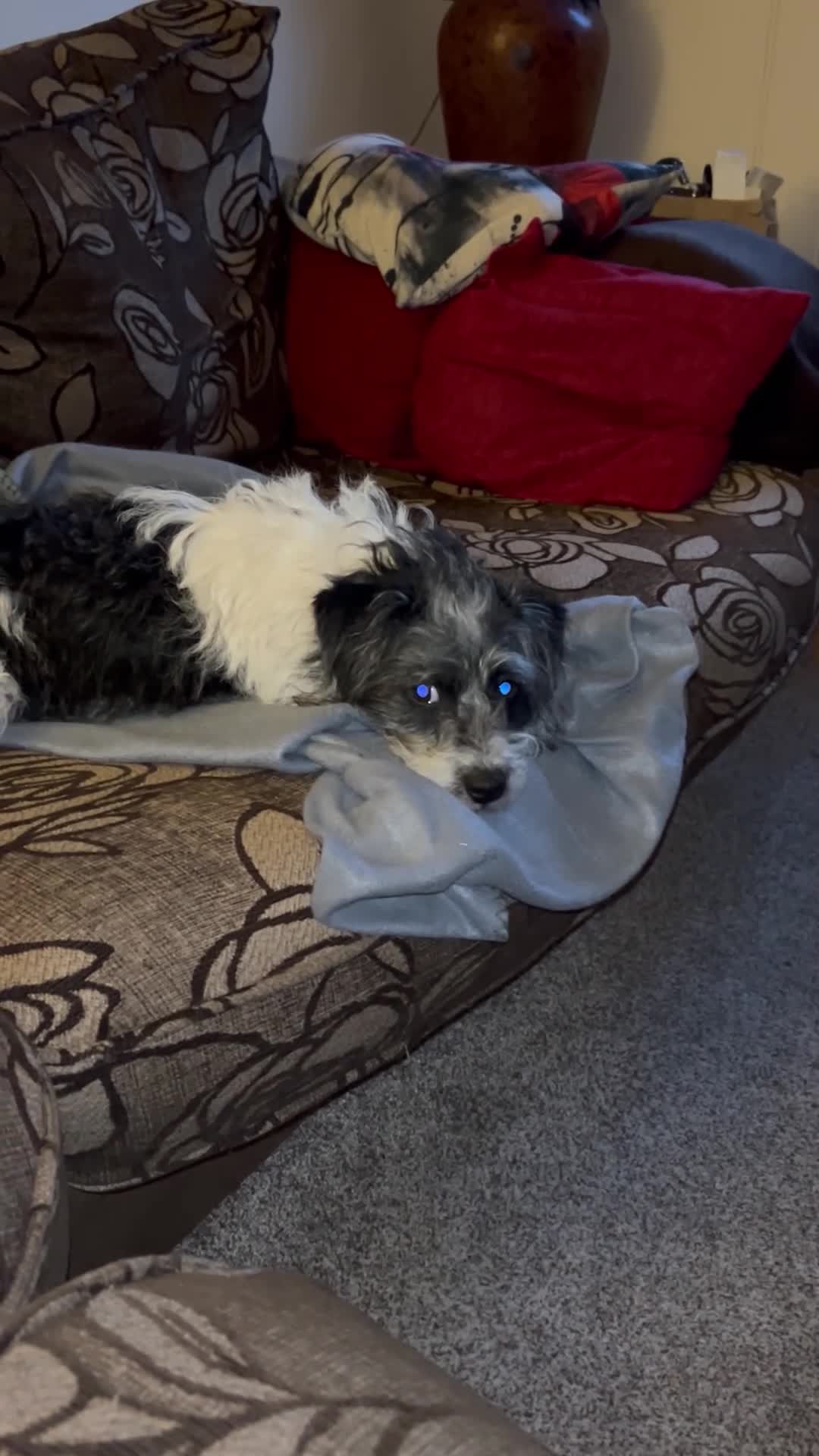 Jackapoo dogs for sale: Beautiful Pompi - Video 1