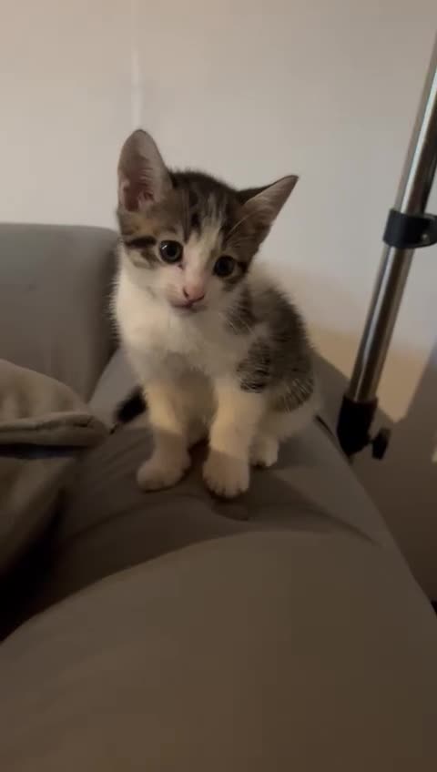 Tibetan cats for sale: Beautiful male kittens on sale - Video 5