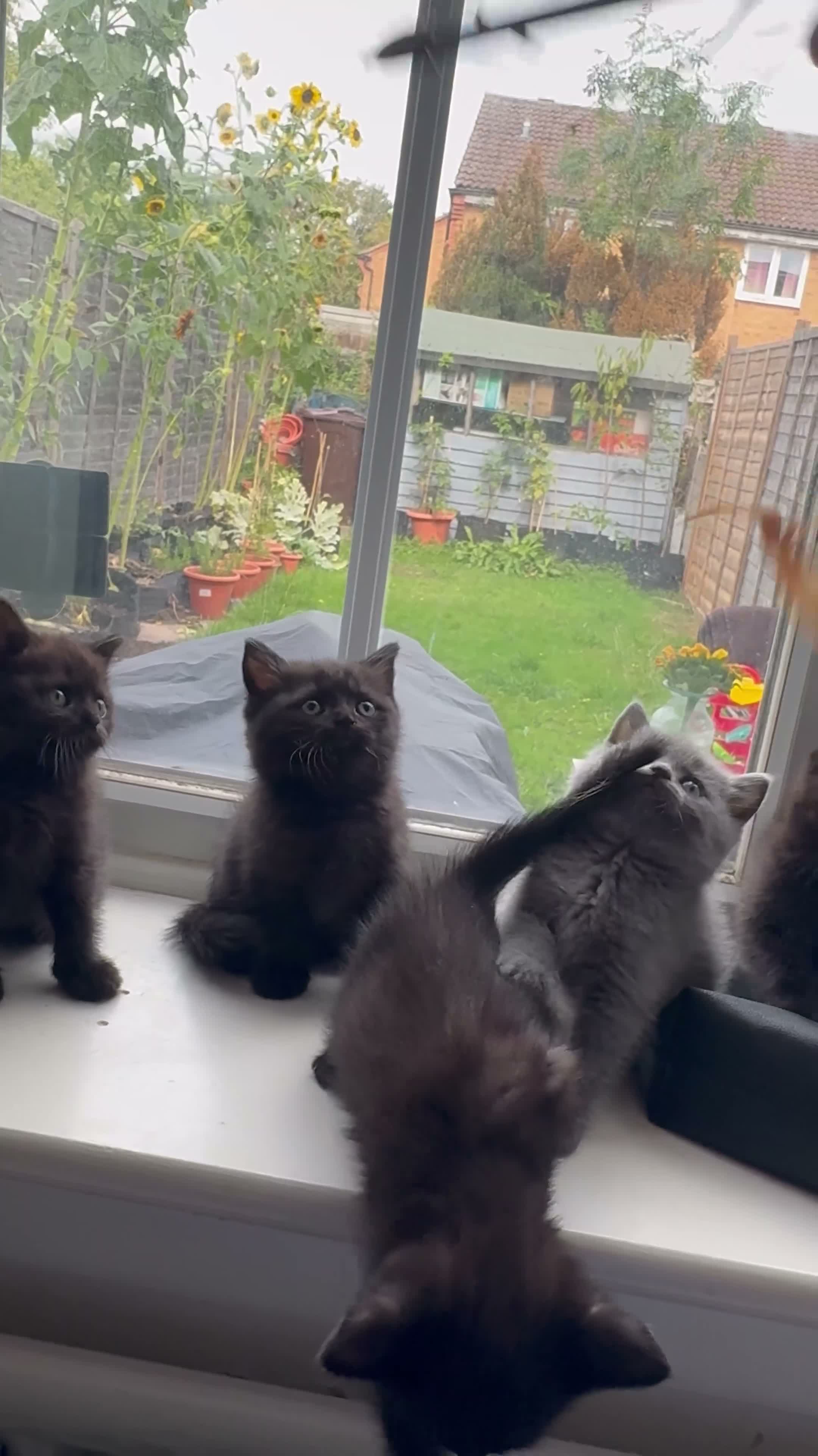 British Shorthair cats for sale: British shorthair kittens  - Video 2