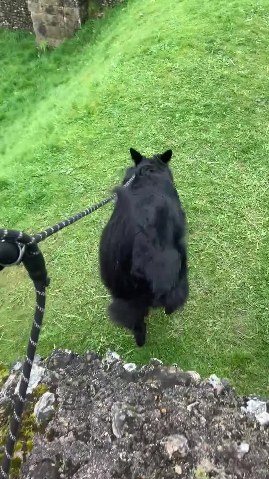 German Shepherd dogs for sale: Alpha - Video 1