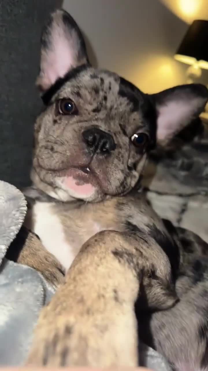 French Bulldog dogs for stud: MERLE & TAN FRENCH BULLDOG STUD - Video 3