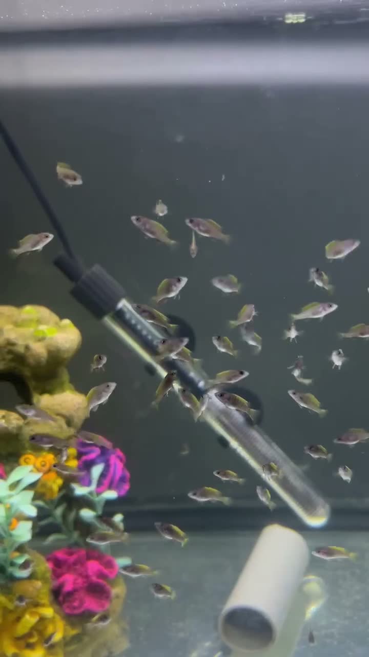 Cichlids fish for sale:  cichilds  - Video 1