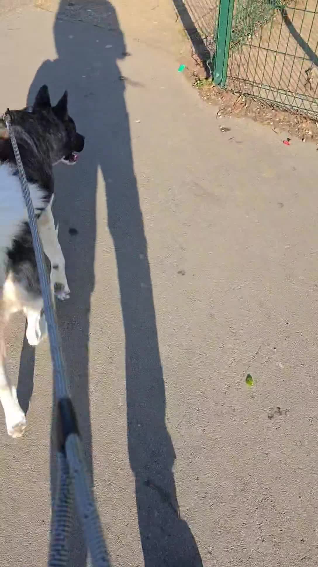 Akita dogs for sale: Akita in Hull - Video 1