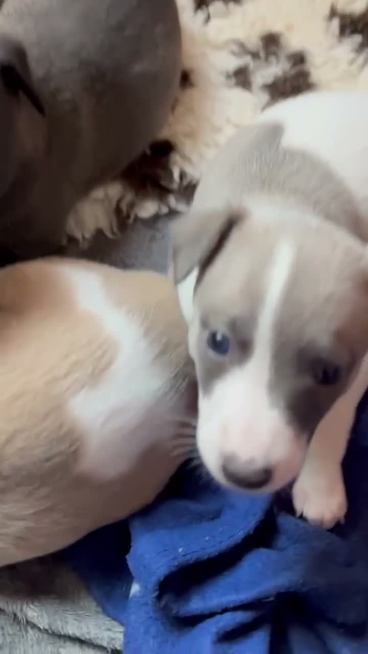 Whippet dogs for sale: magical whippets - Video 1