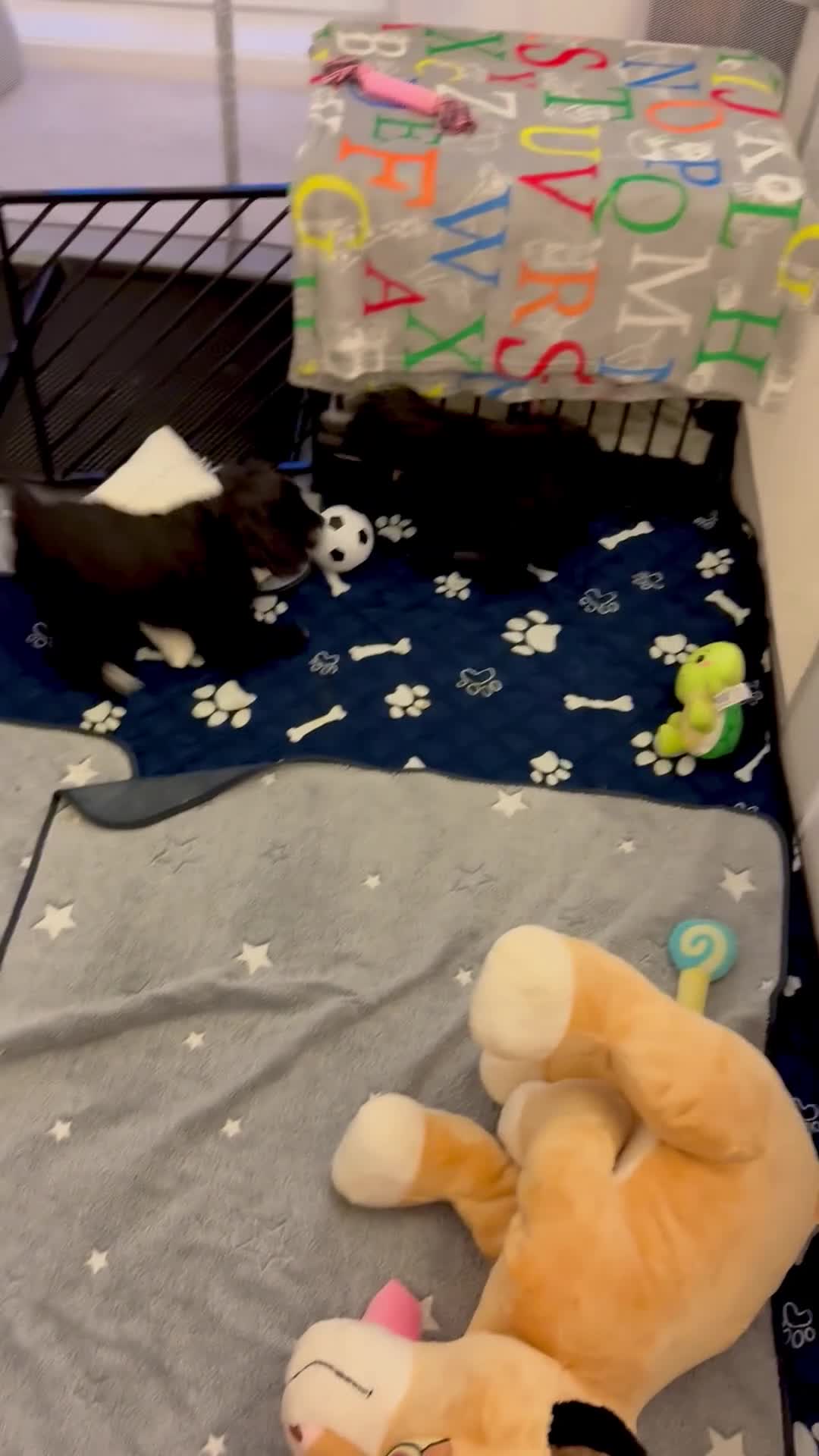 Cockapoo dogs for sale: 🐾 Gorgeous F2 Cockapoo Puppies 🐾 - Video 2